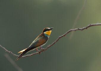 European bee-eater perched on a twig, Bahrain. A backlit image.