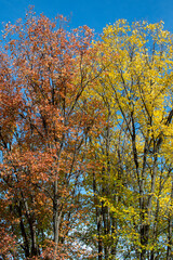 Autumn bright and colorful foliage on trees
