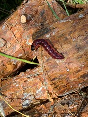caterpillar on leaf