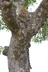 Leopard in a tree