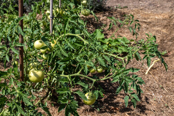 Un plan de tomates qui a chaud
