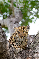 leopard in the tree