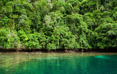 Tropical coral reef with mangroves in Palau