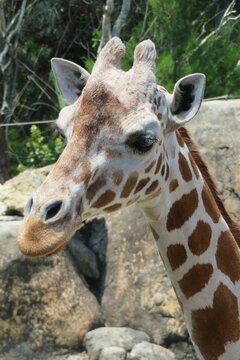 Giraffe in Florida zoo, closeup