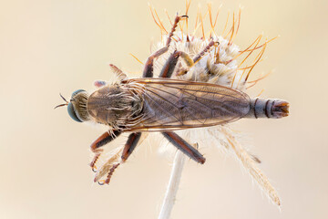 close up of a robberfly on a wild plant. back view.