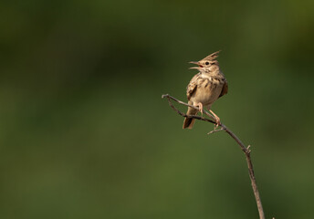 Crested Lark perched on a twig on green background, bahrain