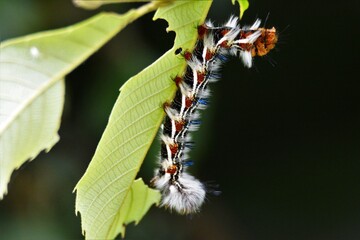 Colorful caterpillar eating green leaf