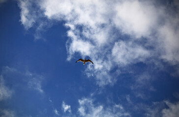 A seagull flying over the sky