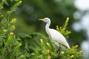 A cattle egret on tree branch