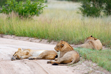 Fototapeta na wymiar Resting lions