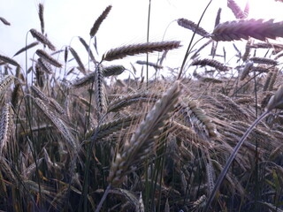 rye, millet, spikelets, field, nature