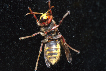 European hornet (Vespa) seen from below, in close-up through a window