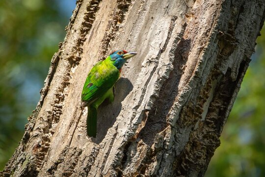 Blue Throated Barbet On Tree