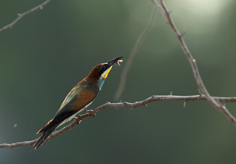 European bee-eater with a catch. A backlit image.