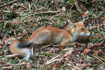 Profile of young red fox (vulpes vulpes) sitting in the autumn leaves