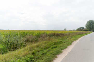 An agricultural field near Leuth, the Netherlands