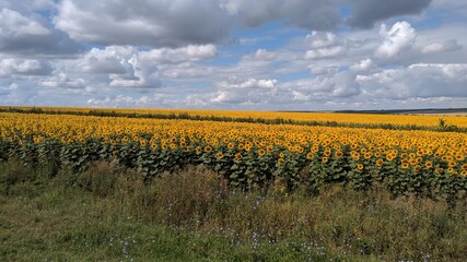 field of sunflowers