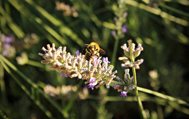 Bee pollinating on lavender plant