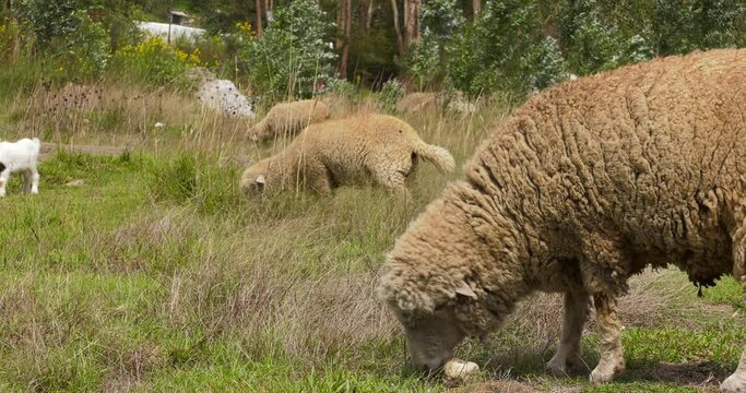 Sheep grazing, eating grass in buried city of Yungay.