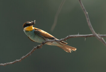 European bee-eater with a bee catch, Bahrain. A backlit image.