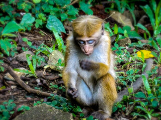 Bébé singe
KODAK Digital Still Camera