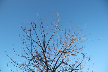 Obraz premium tree branches against blue sky