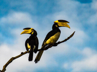 oiseaux toucan
KODAK Digital Still Camera