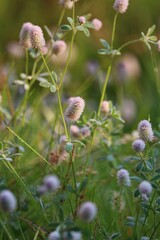 Trifolium arvense or Hare's-foot Clover or rabbits-foot clover. The golden pink heads of clover flowers sparkling with dew in a meadow in the early morning at sunrise in September. 