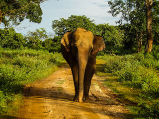 éléphant
KODAK Digital Still Camera