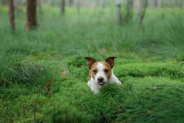 dog lies on moss in the forest. Jack Russell Terrier in nature