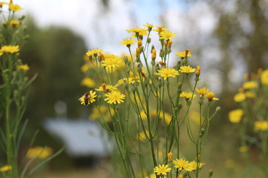 Crepis tectorum or narrow-leaved hawksbeard in September. Sunny yellow flowers on a clear autumn day on a blurred background. Bright natural autumn background. 