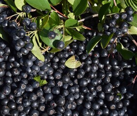 Black rowan berries 