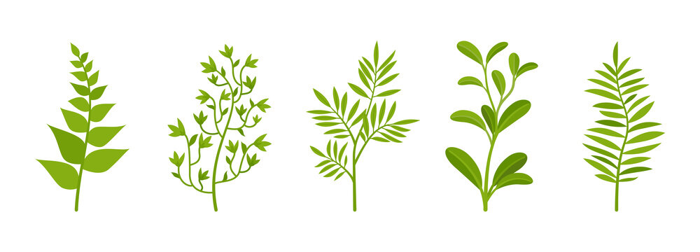 Branches spring set with greenery bushe, garden leaves. Landscape organic atmosphere, lush foliage for room, office decoration, party holiday botanical ornament. Vector flat style cartoon illustration