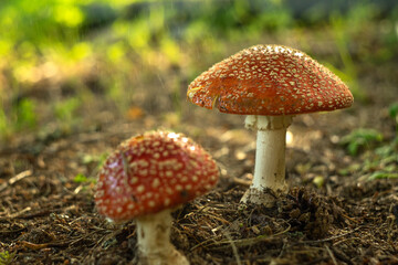 Red poisonous mushrooms fly agarics that cause hallucinations