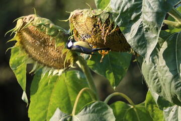 A titmouse with green-yellow and black plumage sits on a ripe sunflower and pecks at seeds on a sunny autumn morning. Parus major has breakfast upside down on a sunflower. Colorful autumn landscape.
