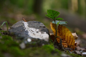 Autumn leaf next to stone 