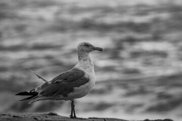 the same bird at the beach