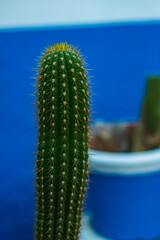 cactus with a blue background