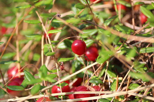 Vaccinium oxycoccos or bog cranberry or small cranberry. 
Ripe red glossy cranberries shining in the sun in an autumn day on a bog. Wild red berries close up. Sunny joyful autumn landscape.