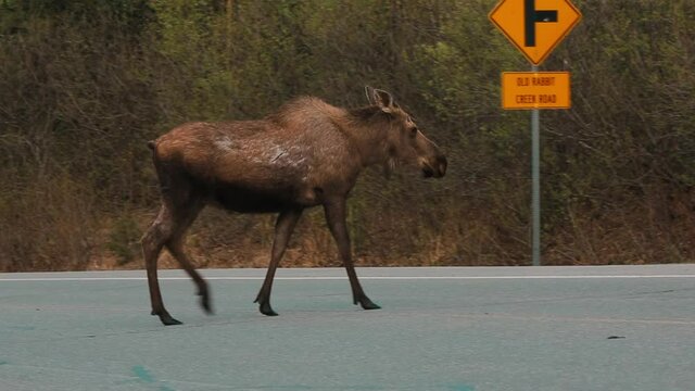 moose crosses highways. alaska. spring day. a large elk is slowly crossing the road