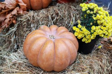 Orange pumpkin, yellow dry leaves and autumn flowers chrysanthemums on the straw bales for Halloween. Halloween decoration home yard. Cozy Autumn decor terrace. autumn harvest of pumpkin. Thanksgiving