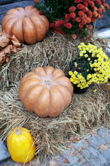Orange pumpkins, yellow dry leaves and autumn flowers chrysanthemums on straw bales for Halloween. Halloween decoration home yard. Cozy Autumn decor terrace. autumn harvest of pumpkins. Thanksgiving. 