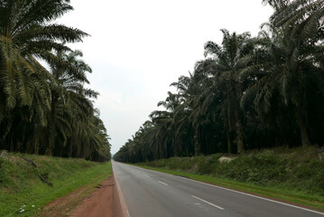 Naklejka premium A perspective of an empty road surrounding by palm oil farm.