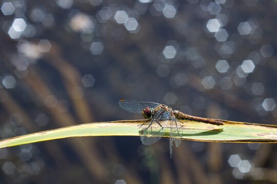 Ruddy Darter Female