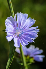 Obraz premium Blooming chicory. Blue flower