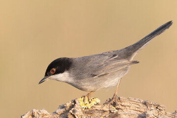 Small passerine bird, Sardinian Warbler