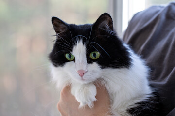 A cute black and white domestic cat sits in the owner's arms. Life style. Pets, veterinary medicine.