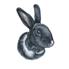 Watercolor illustration of a funny bunny. Hand made character. Portrait cute rabbit isolated on white background. Watercolor hand-drawn illustration.