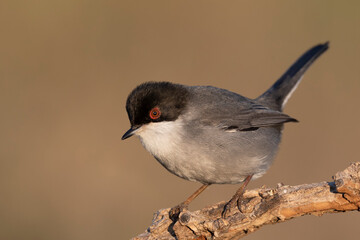 Small passerine bird, Sardinian Warbler