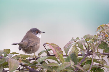 Small passerine bird, Sardinian Warbler